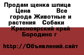 Продам щенка шпица.  › Цена ­ 15 000 - Все города Животные и растения » Собаки   . Красноярский край,Бородино г.